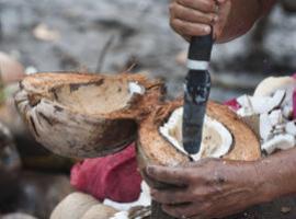 Mil y una formas de aprovechar el coco 