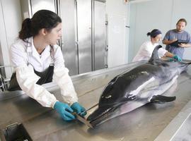 Descartan nuevas epidemias de Morbillivirus en delfines listados del Mediterráneo