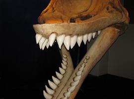 \"La ballena asesina del Perú\"  medía casi 16 metros y habitó frente a las costas del país hace 12 millones de años