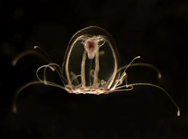 La medusa inmortal entrega su secreto en Asturias
