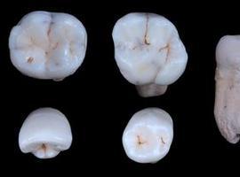 Los Homínidos de la Sima de los Huesos podrían ser \"hermanos\" de los neandertales