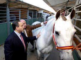 Cancún opta a sede del Campeonato de las Américas del caballo Pura Raza Española 