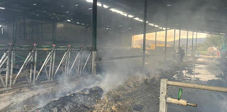 Incendio en una ganadería de Valdés con varias vacas afectadas