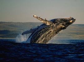 México pide a Japón eliminar caza \"científica\" de ballenas en el Santuario Austral