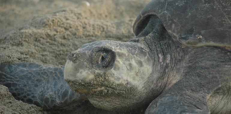 la conservación de tortugas marinas tuvo un positivo balance en 2011