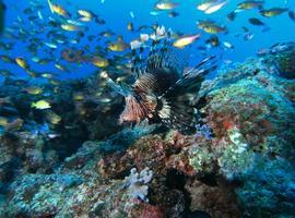 Top destinos de buceo del mundo: Isla de Dominica