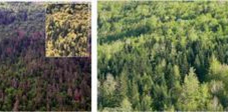 La respuesta de los árboles a la sequía deja ver cómo se muere el bosque