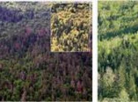 La respuesta de los árboles a la sequía deja ver cómo se muere el bosque