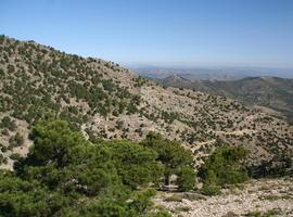 Murcia dona 24.000 ejemplares de especies forestales a organizaciones para mejora de los ecosistemas 