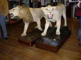 El Museo de Ciencias Naturales amplía su colección con 74 grandes mamíferos africanos