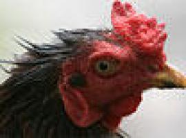 China y Egipto notificaron casos de gripe aviar en humanos