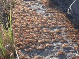 Investigan como controlar las plagas de langosta mediante el uso de feromonas