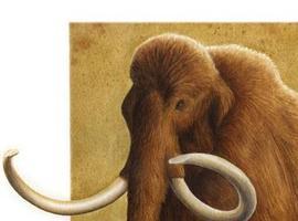 El mamut lanudo ibérico vivió en un ecosistema diferente al de los del resto de europa