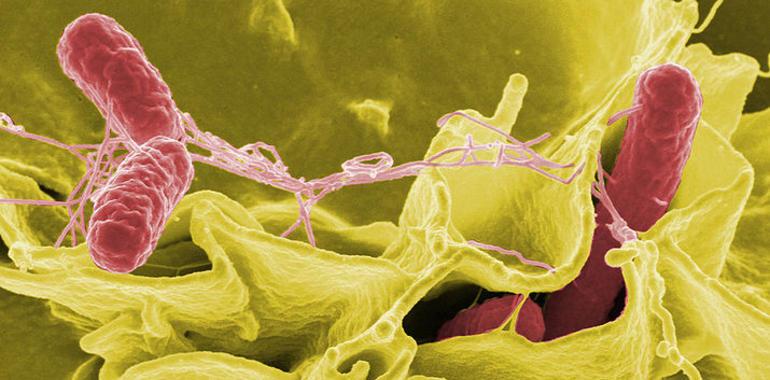 La Salmonella enterica regula su virulencia según los niveles del hierro de su entorno