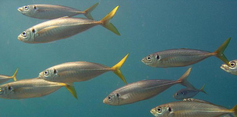 Aparece en Mallorca una especie subtropical parecida al pez limón