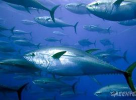 Greenpeace y WWF piden detener la pesquería de cerco para proteger al atún rojo