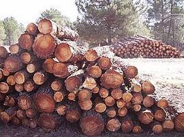 España está entre los países peor valorados de la UE en la lucha contra las talas ilegales