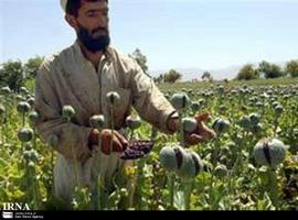 Acción Internacional para detener el flujo de drogas desde Afganistán