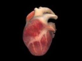Descubierta una nueva vía de señalización celular para el desarrollo de la hipertrofia cardiaca 