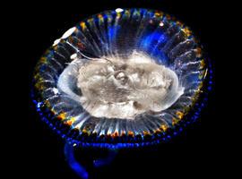 Un estudio cuestiona el aumento global de medusas 