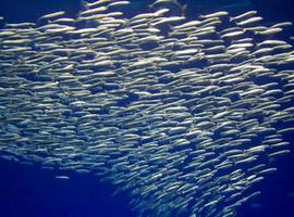 Las sardinas del Pacífico Norte se dirigen al colapso 