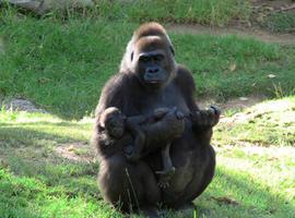Gorilas y Humanos comparten el 98% del genoma