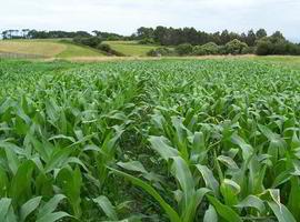 El SERIDA publica los resultados de la evaluación de variedades de maíz en 2011