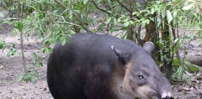 Encuentran un tapir y un bóvido de 3,3 millones de años en Gerona