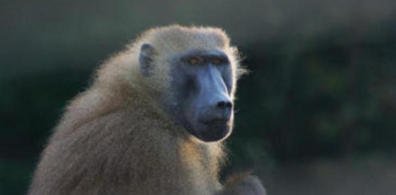 Los babuinos reconocen palabras escritas