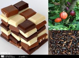 Chocolate on verge of extinction: Report