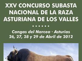 Concurso Subasta Nacional de la Raza Asturiana de los Valles en Cangas del Narcea
