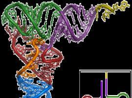 Obtienen la estructura en 3D de un mecanismo que destruye ARN defectuoso
