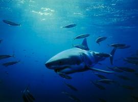 La UE, más cerca de la prohibición total del cercenamiento de aletas de tiburón