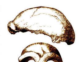 En Atapuerca lograron herramientas de huesos hace 350.000 años
