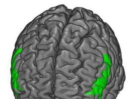 Hiperactividad y consumo de drogas dependen de distintas redes neuronales 
