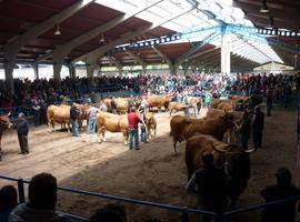 Cangas celebró uno de los mejores certámenes ganaderos de los últimos tiempos