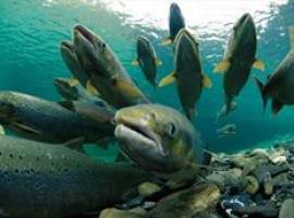 Capturan siete salmones en el río Bidasoa en los primeros cinco días de temporada 