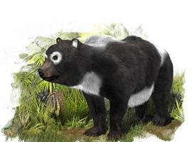Un ‘primo’ del oso panda gigante vivió en España