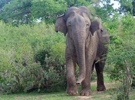 La ausencia de elefantes y rinocerontes reduce la biodiversidad del bosque tropical