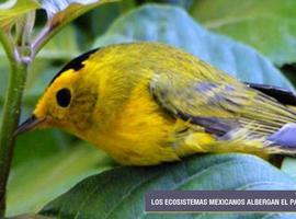 Más de 200 especies de aves atraviesan territorio mexicano en su trayecto por el continente
