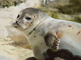 Buceadores de Oceana documentan mortalidad de focas en Finlandia