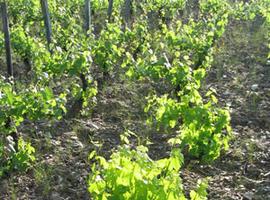 Presentación de “El paisaje de viñedo en los concejos de Cangas del Narcea, Degaña e Ibias”