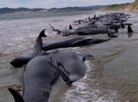 El drama de los delfines muertos en playas de Perú
