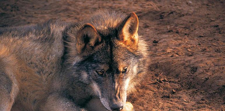 EQUO ASTURIAS denuncia las matanzas y los envenenamientos de lobos 