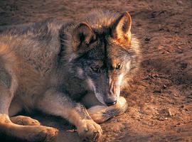 EQUO ASTURIAS denuncia las matanzas y los envenenamientos de lobos 
