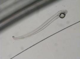 Primeras larvas de anguila europea nacidas en España