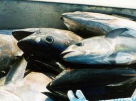 Pesca mantiene un seguimiento de las flotas en las zonas de pesca del atún rojo en el Mediterráneo