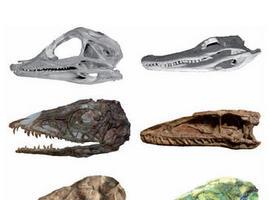El cráneo de las aves modernas corresponde al de dinosaurios jóvenes 