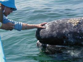 Avistamiento de cetáceos en Stellwagen Bank National Marine Sanctuary, EE.UU