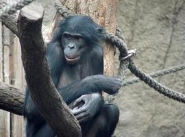 El genoma del bonobo completa el puzle genético de los homínidos